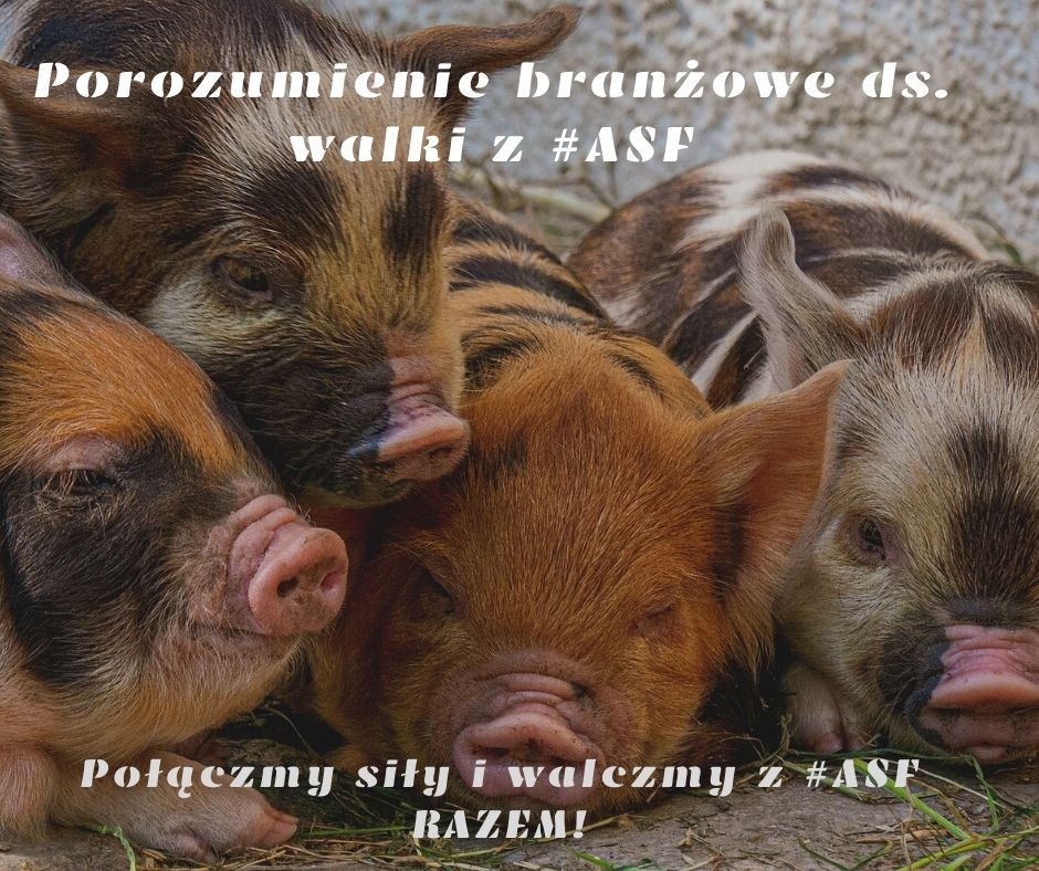 Branżowe porozumienie do spraw walki z ASF